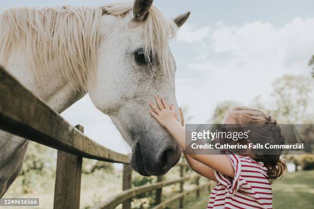 little girl reaching up to stroke her horse on the nose - cavallo equino foto e immagini stock