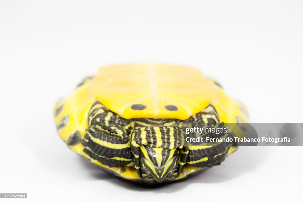 Tortoise upside down