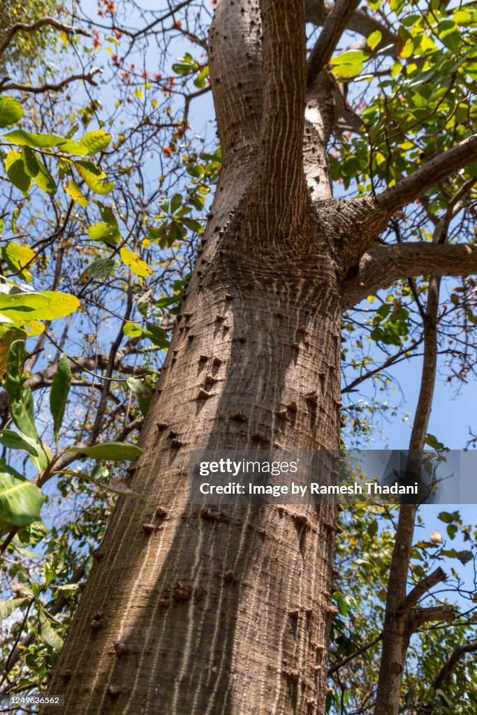 Balunga Tree Detail Of A Mulungadacaatinga Tree Bark High-Res Stock Photo - Getty Images