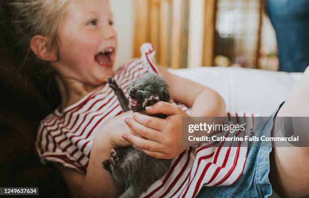 excited girl holding a tiny newborn grey kitten - cat hand stock-fotos und bilder