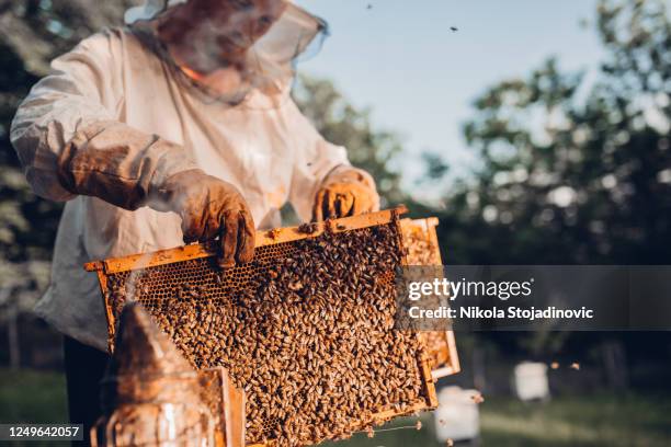 close-up of beekeeper with honey frames - beekeeper stock pictures, royalty-free photos & images