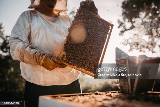 imker die een dienblad uit een bijenkorf optilt - bee keeper stockfoto's en -beelden