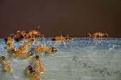 Group of pharaoh ants roaming around for food
