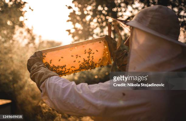 beekeeping business - bee keeper stock pictures, royalty-free photos & images