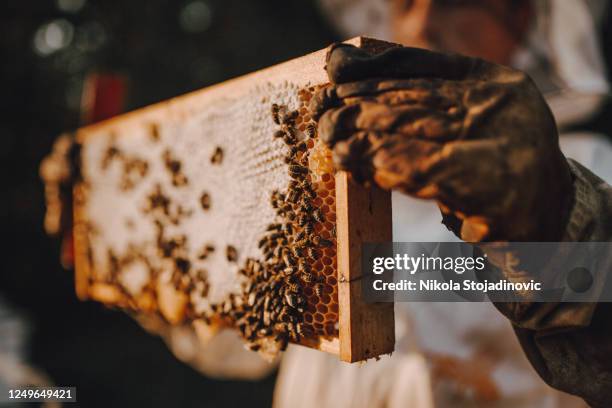beekeeping business - bee hive stock pictures, royalty-free photos & images