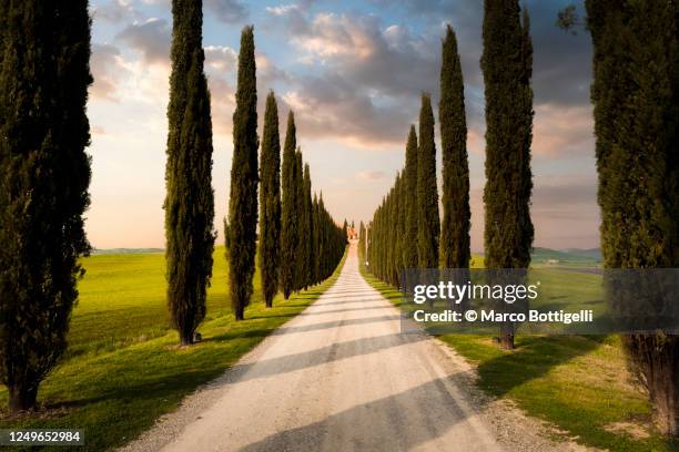 country road among cypresses, tuscany, italy - val dorcia fotografías e imágenes de stock