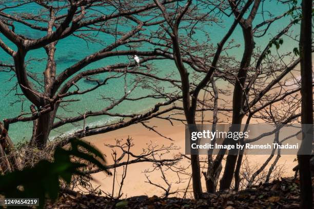 trees above the sancho beach - baía do sancho stock pictures, royalty-free photos & images
