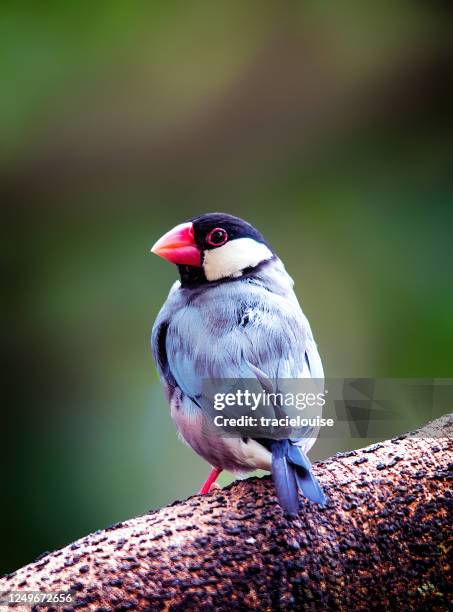 127 Java Rice Bird Stock Photos, High-Res Pictures, and Images - Getty ...