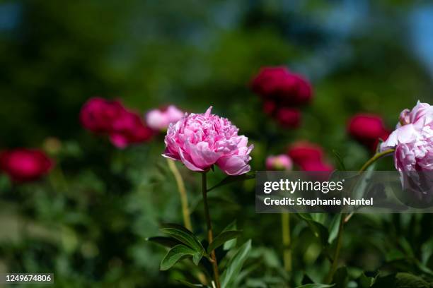 peonies - paeonia suffruticosa stock pictures, royalty-free photos & images