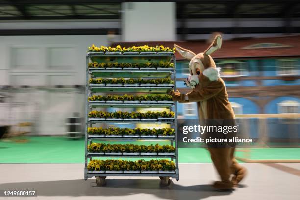 March 2023, Saxony, Dresden: A man in an Easter bunny costume pushes a cart with spring flowers on the sidelines of a press conference for the...