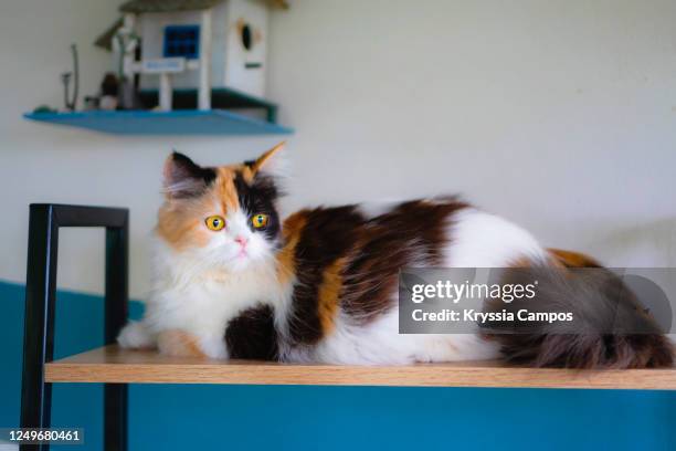 calico cat resting on furniture - calico cat stock pictures, royalty-free photos & images