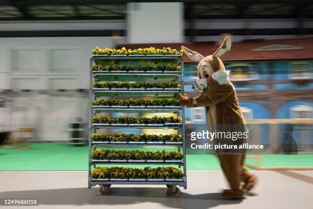 Dpatop - 28 March 2023, Saxony, Dresden: A man in an Easter bunny costume pushes a cart with spring flowers on the sidelines of a press conference...