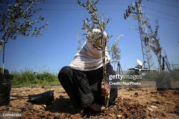 Palestinian plants an olive tree during an event marking the 47th anniversary of Land Day, east of Gaza City by the border with Israel on March 28,...