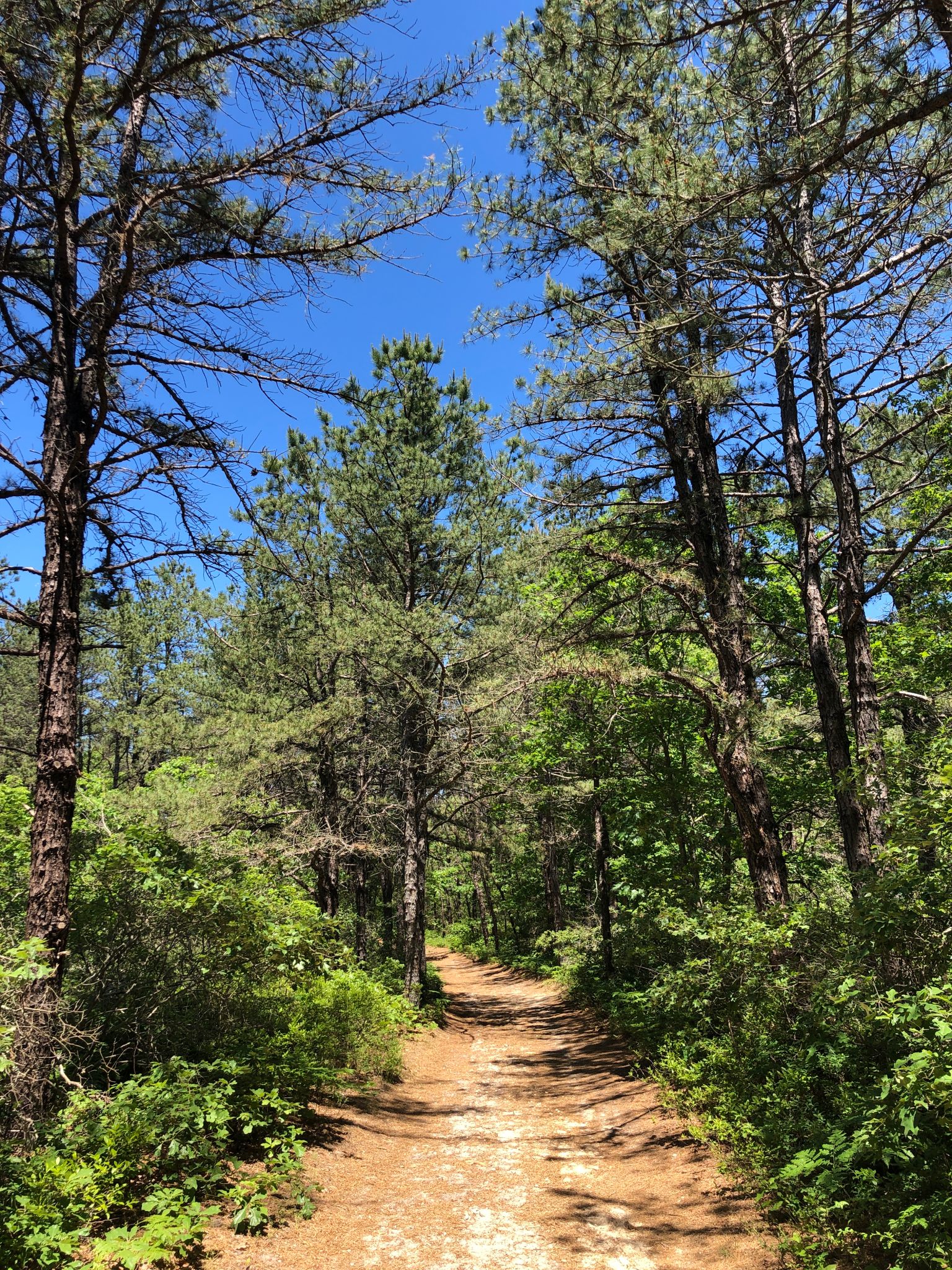 brookhaven park
