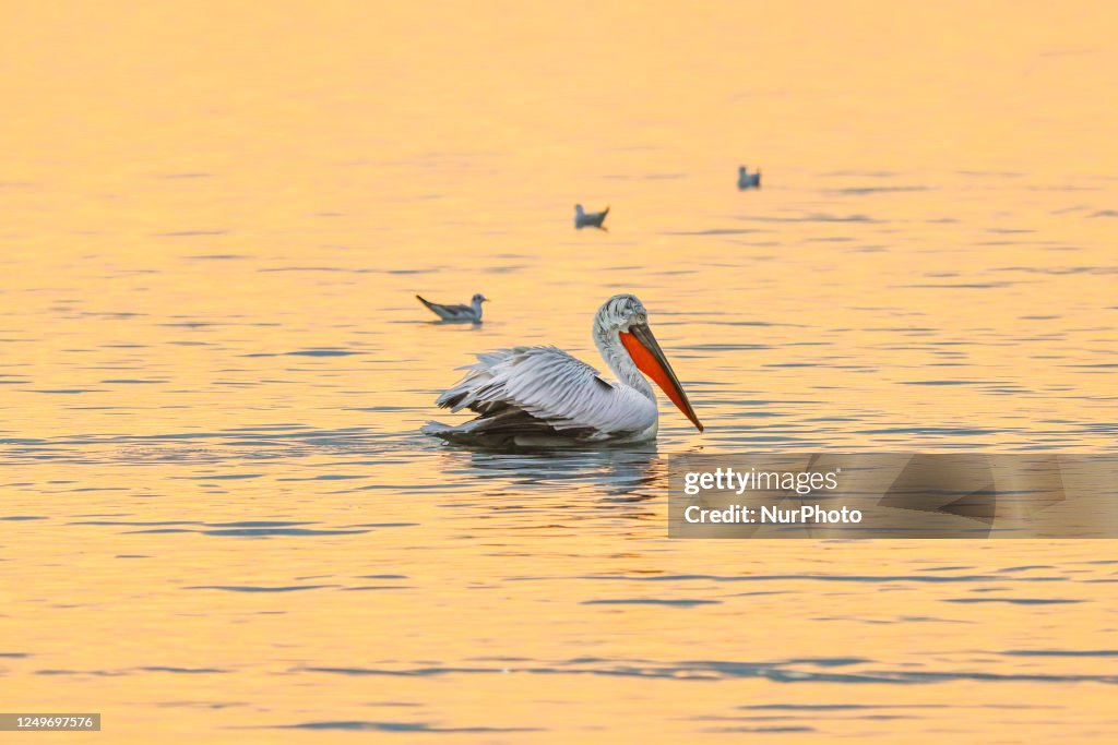 Pelican Birds In Kerkini Lake In Greece