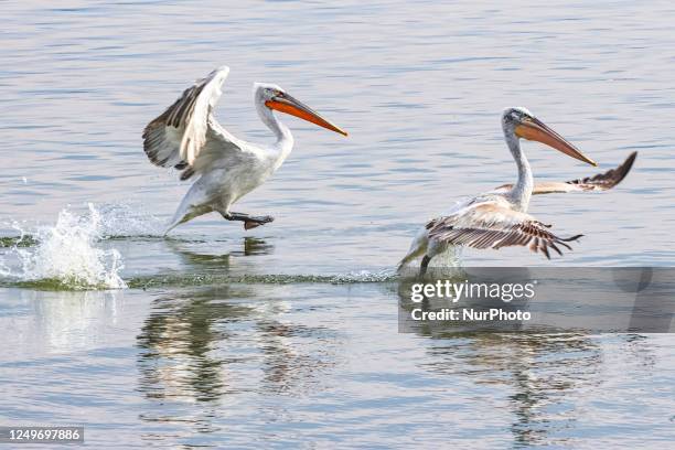 Large Pelicans birds as seen floating in the water of Kerkini lake in their natural environent in Serres region, Macedonia, Greece or flying around...