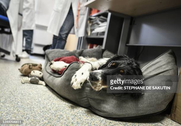 The mediation dog Snoopy rests prior to meet with a patient as part of the M-Kdog project at the Curie Institute in Paris, on March 20, 2023. -...