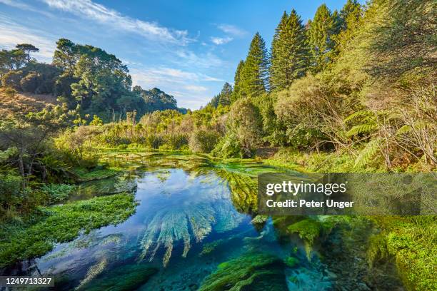 Blue Spring River 37 Blue Spring Putaruru Stock Photos, High-Res Pictures, and Images ...