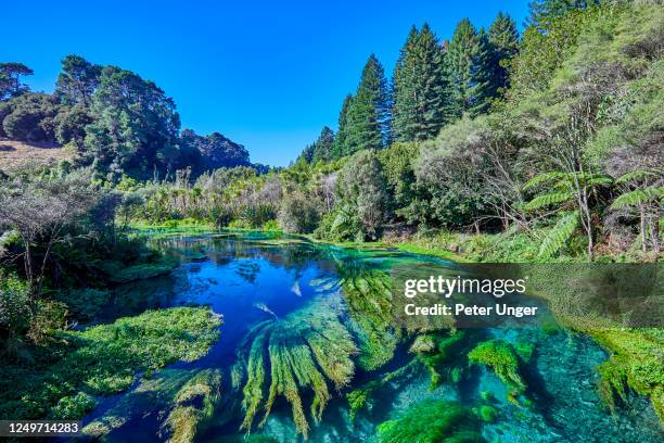 Blue Spring River 37 Blue Spring Putaruru Stock Photos, High-Res Pictures, and Images ...