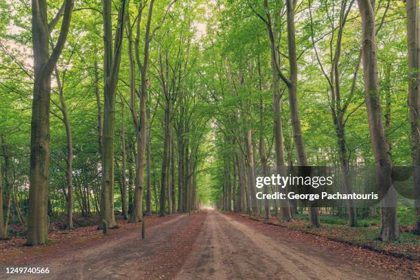 tree lined road in the forest - gelderland stock pictures, royalty-free photos & images