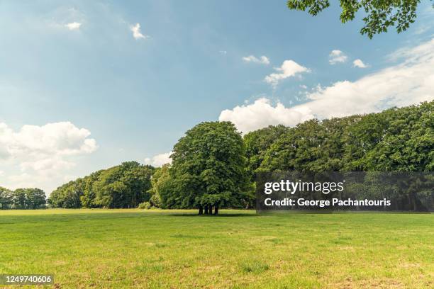 big tree in a grass area surrounded by forest - big flower background stockfoto's en -beelden