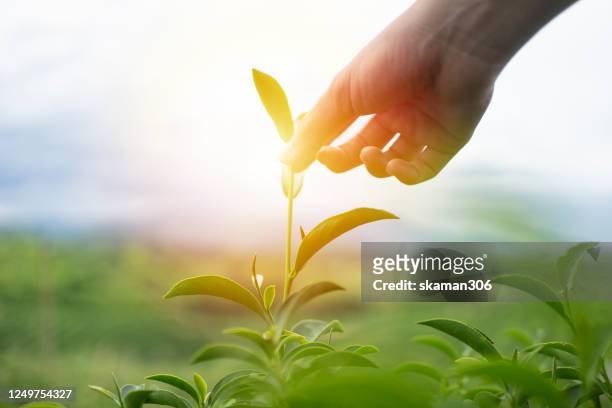 close up hand picking top of the green tea with green tea plantation and cloudy day - tee stock-fotos und bilder