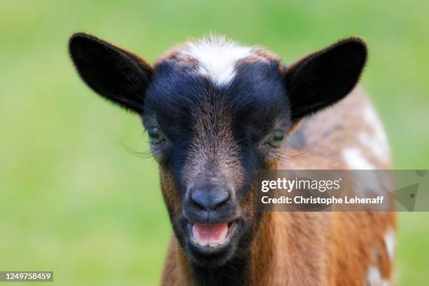 close up on young kid (goat) bleating, in seine et marne, france - kitz stock-fotos und bilder