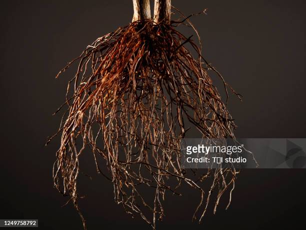 studio shot of a plant root close-up - origins imagens e fotografias de stock