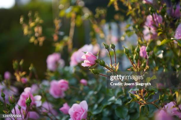 rosen im gegenlicht im garten - garten gegenlicht fotografías e imágenes de stock