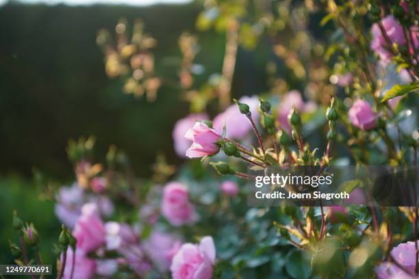 rosen im gegenlicht im garten - garten gegenlicht fotografías e imágenes de stock