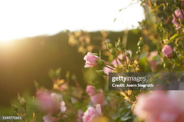 rosen im gegenlicht im garten - garten gegenlicht fotografías e imágenes de stock