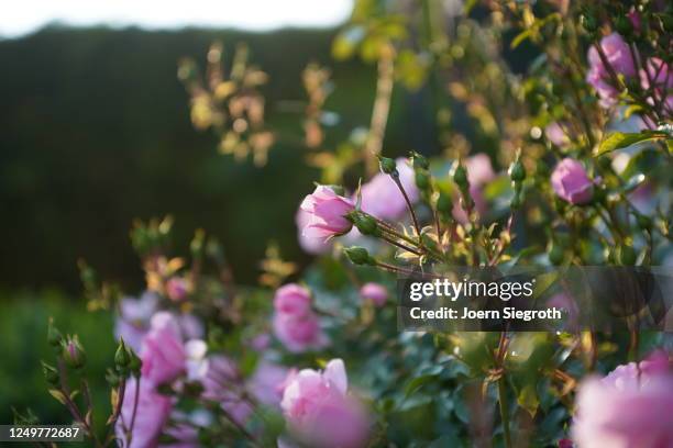 rosen im gegenlicht im garten - garten gegenlicht fotografías e imágenes de stock