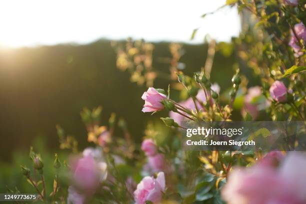 rosen im gegenlicht im garten - garten gegenlicht fotografías e imágenes de stock