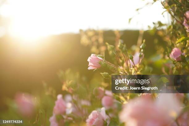 rosen im gegenlicht im garten - garten gegenlicht fotografías e imágenes de stock