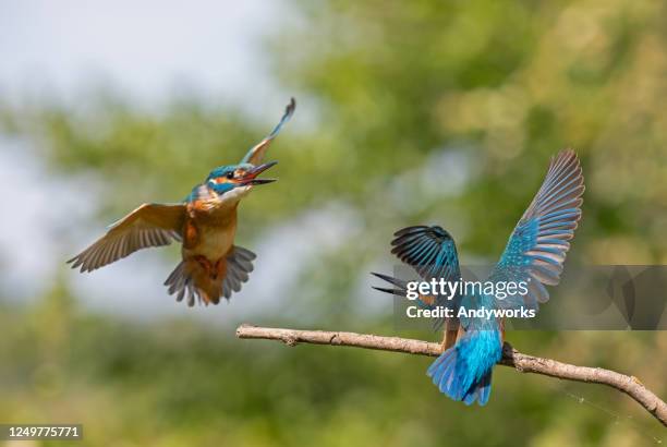 kampf gegen gewöhnliche eisvogelvögel - kingfisher stock-fotos und bilder