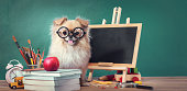 Education, Back to School concept with Cute puppies Pomeranian Mixed breed Pekingese dog