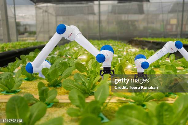 smart farming agricultural technology and smart arm robots are harvesting hydroponics vegetables, organic agriculture concept. - internet of things agriculture stock pictures, royalty-free photos & images