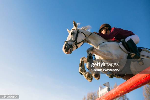 low angle view of girl riding white horse while jumping over hurdle during training obstacle course against clear blue sky - animal sport stockfoto's en -beelden