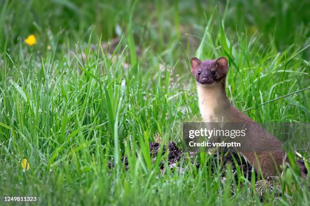 long tail wezel - ermine stockfoto's en -beelden