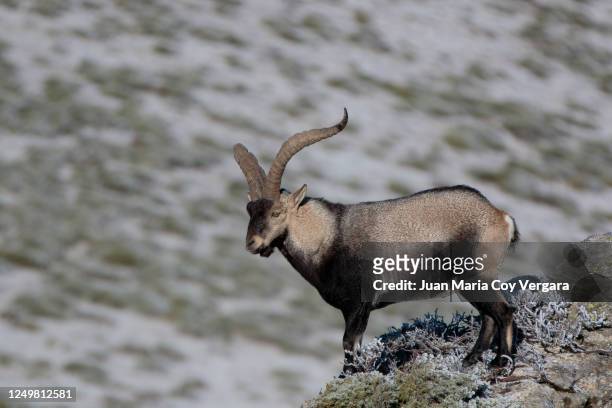 6,078 Ibex Photos and Premium High Res Pictures - Getty Images