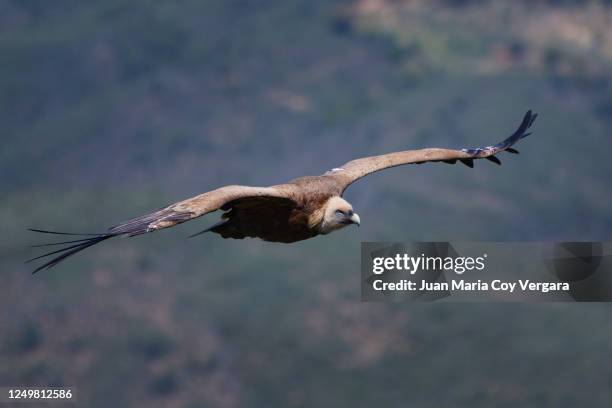 griffon vulture (gyps fulvus) - buitre leonado (gyps fulvus) - leonado stock pictures, royalty-free photos & images
