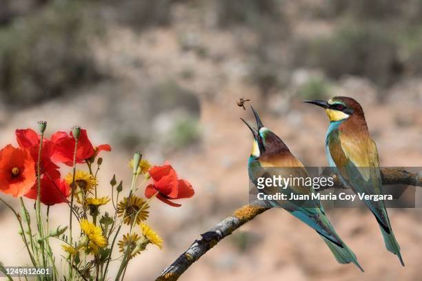 hunting with my wife! - european bee-eater (merops apiaster) - oiseau tropical photos et images de collection