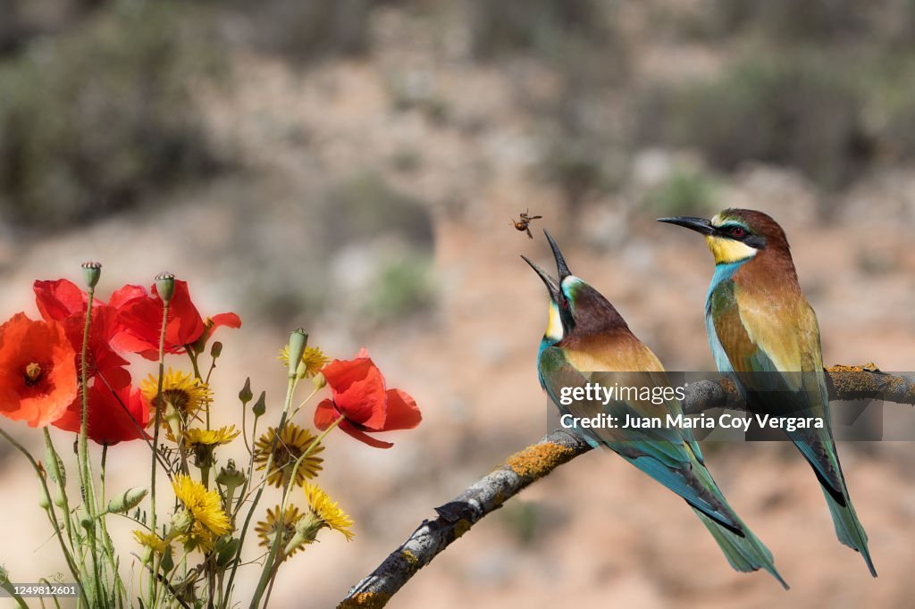 Hunting with my wife! - European bee-eater (Merops apiaster)