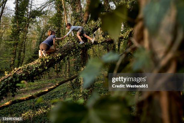 boy helping sister climbing on tree in forest - kinder klettern stock-fotos und bilder