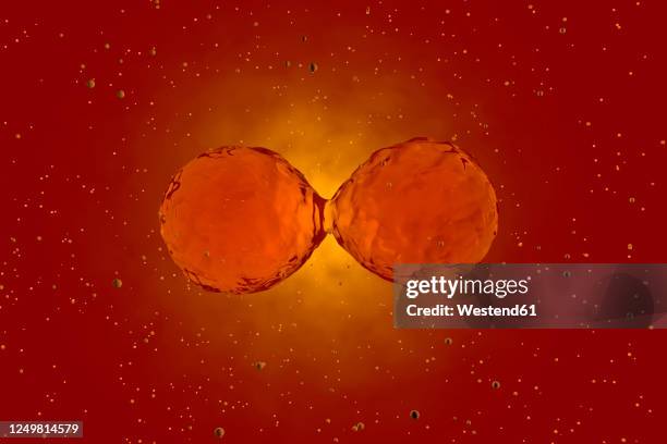 three dimensional render of mitosis of red stem cells - cell division stock illustrations