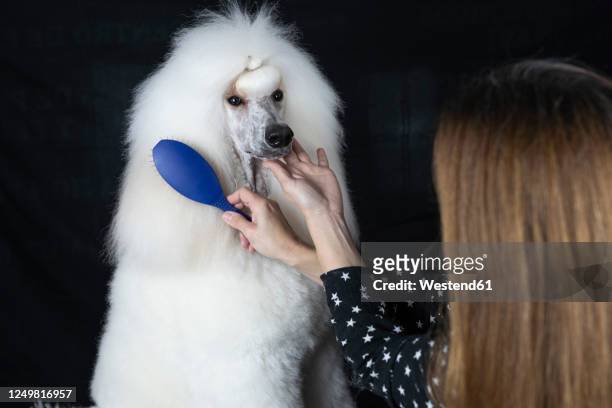 crop view of woman brushing white standard poodle against black background - standard poodle foto e immagini stock