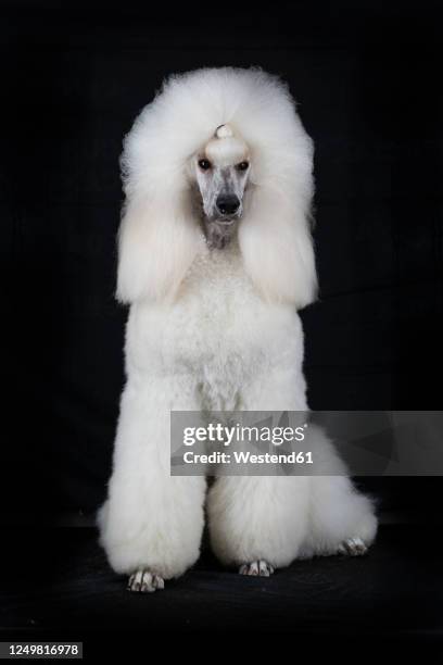 portrait of white standard poodle against black background - standard poodle foto e immagini stock