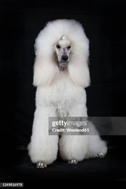 portrait of white standard poodle against black background - black poodle stockfoto's en -beelden