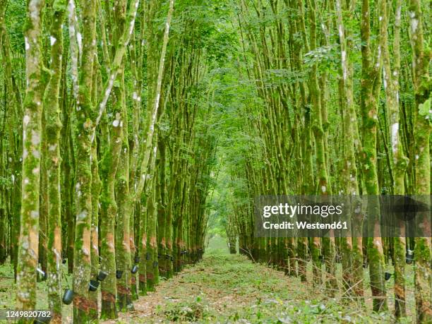 cameroon, pongo-songo, path between green rubber trees (hevea brasiliensis) - gummiträd bildbanksfoton och bilder