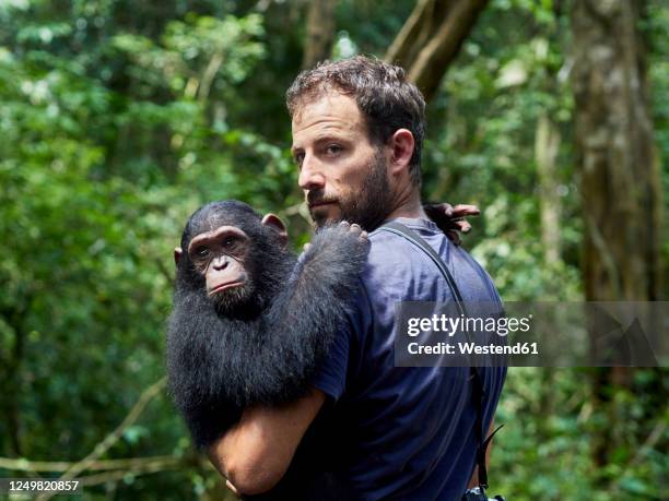 cameroon, pongo-songo, man carrying chimpanzee (pan troglodytes) in forest - common chimpanzee stock pictures, royalty-free photos & images